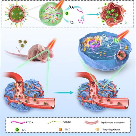 Schematic Illustration Of Near Infrared Activatable Biomimetic Nanogels