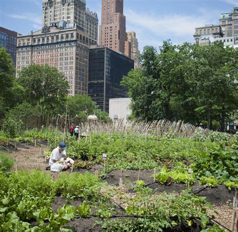 Tipps für Urban Gardening und Pflanzen dem Balkon WELT