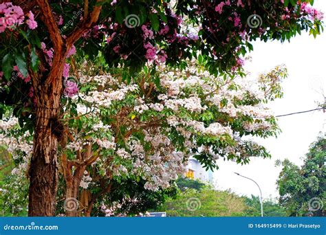 Handroanthus Heptaphyllus Nmente Denominado Rbol De Trompeta Rosa