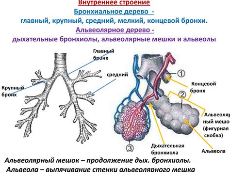 Аппарат дыхания - презентация онлайн