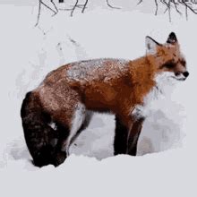 Red Fox  S Tenor