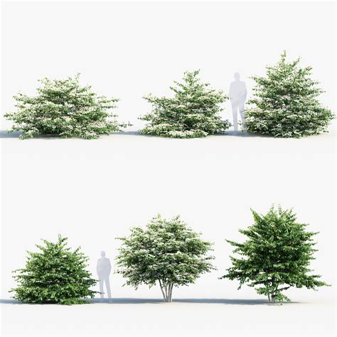 japanese snowball tree 5