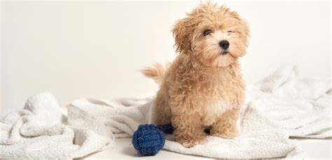 Maltipoo Breeders | Maltipoo Puppies For Sale