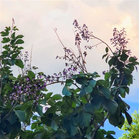 Pau Pereira Platycyamus Regnellii Purple Flowers Nuthatches