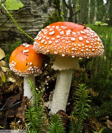 Poisonous Amanita Muscaria Mushroom Alaska USA Portfolio Photoseek