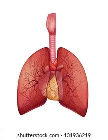 Diagram Showing Lung Cancer Stages Illustration Stock Vector (Royalty ...