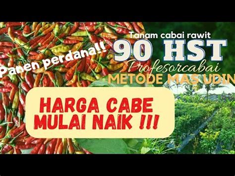 ALHAMDULILLAH HARGA CABAI RAWIT MULAI BERSAHABAT PETANI CABE PEMULA