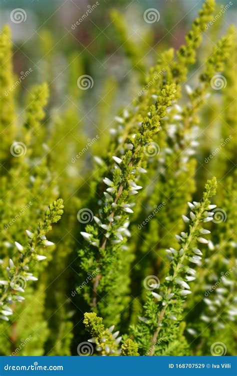 White Heather Beauty Ladies Stock Image Image Of Botany Plant 168707529