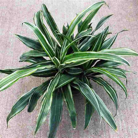 Dracaena fragrans - Flower Works, LLC