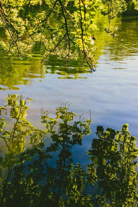 Tree Branches With Reflection On The Water In City Park Stock Image