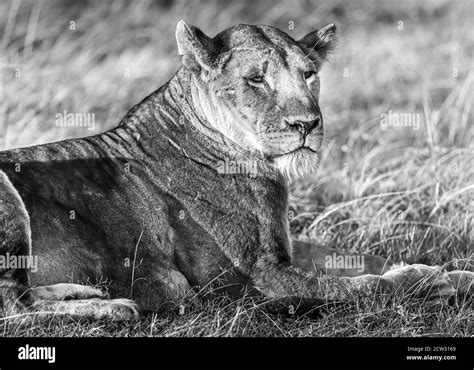 Safari in East Africa Stock Photo - Alamy