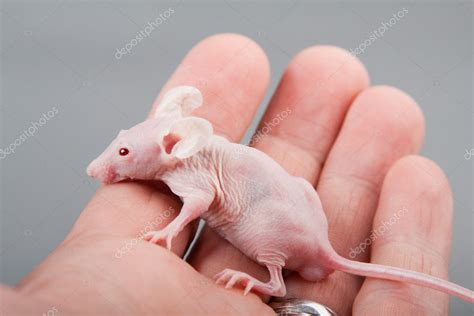 Hairless Mouse Stock Photo Kovalvs 6173615