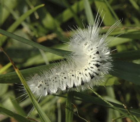 tiger moth larva lophocampa caryae bugguidenet