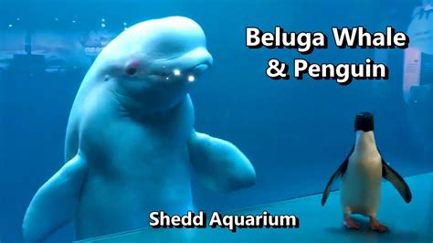 Beluga Whales Meet Rockhopper Penguin At Shedd Aquarium Chicago Youtube