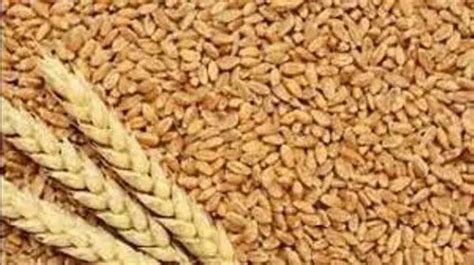 Golden Kg Food Wheat Grains At Rs Kg In Mandsaur Id