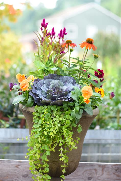 Sun Container For Fall Merrifield Garden Center