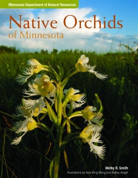 Native Orchids Of Minnesota Nhbs Field Guides Natural History