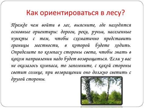 Безопасное поведение в лесу - презентация онлайн