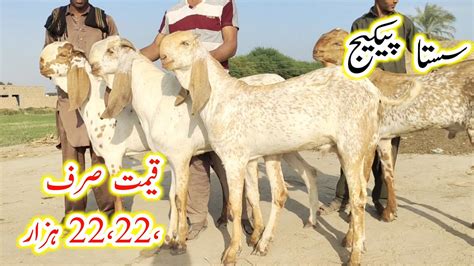 Sasta Package 2023 Ki Qurbani Wale Makhi Chena Bakre 22 22 Hazar Main