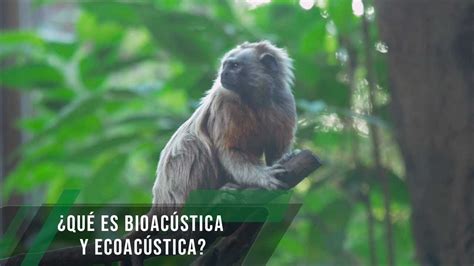 Qu Es Bioac Stica Y Ecoac Stica Tvagro Por Juan Gonzalo Angel