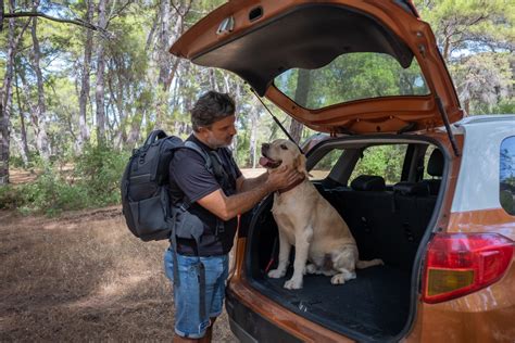 Requisitos Para Viajar Con Mascotas En Auto Omint Assistance