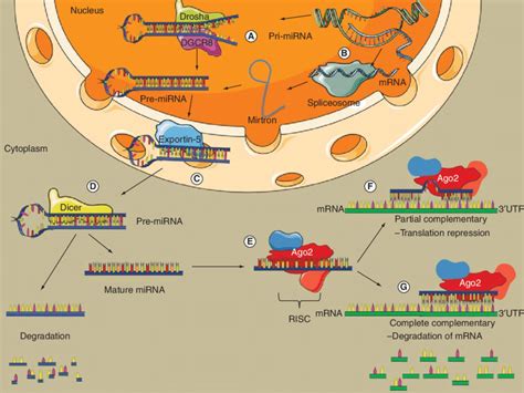 Biogenesis And Function Of The Mirna A Canonical Pathway In The