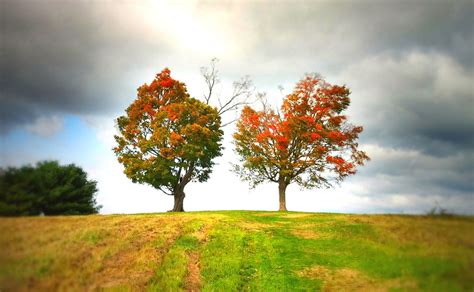 Two Trees — Photo by Trace Meek