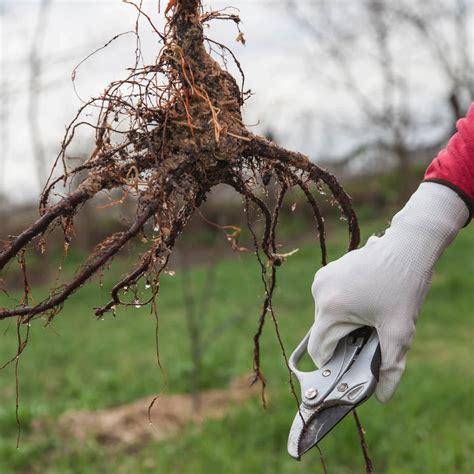 Unlocking The Secrets Of Tree Root Care Essential Tips For Stronger