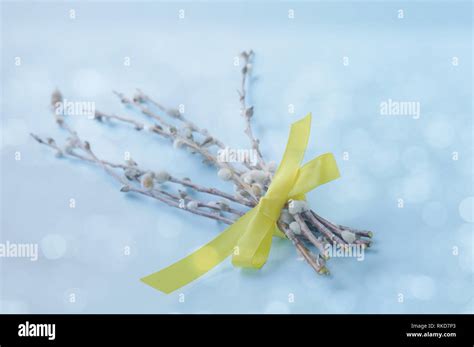 Pastel Easter Background With Bunch Of Pussy Willow Branches With Catkins Stock Photo Alamy