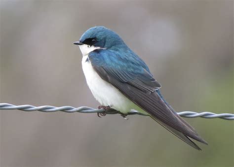 Tree Swallow — Sacramento Audubon Society