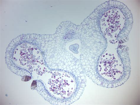 6 Gymnosperms And Angiosperms Laboratory Manual For SCI104 Biology II