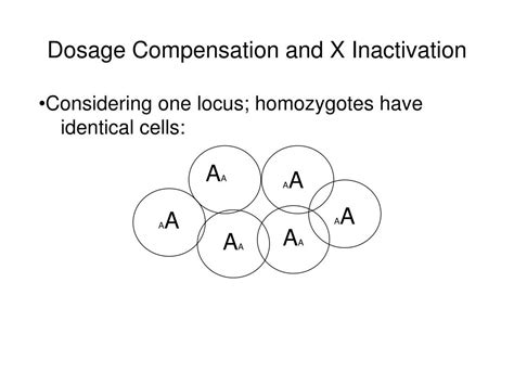 Ppt Autosomes Versus Sex Chromosomes Powerpoint Presentation Free