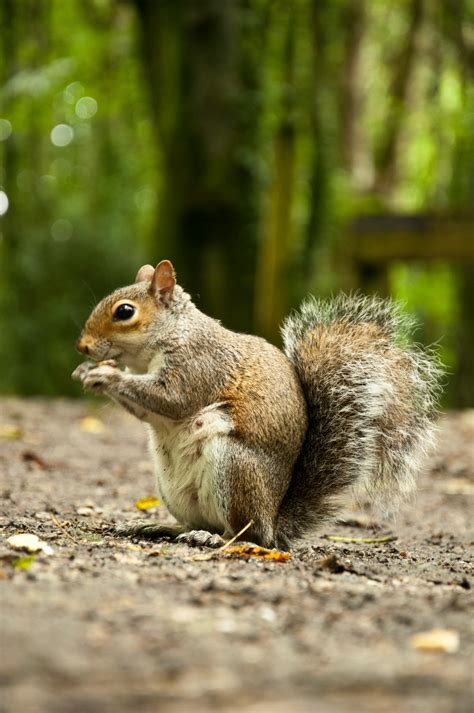 Two Squirrels On Tree Trunk · Free Stock Photo