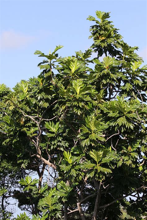 Breadfruit Tree – BirdLife eThekwini KZN