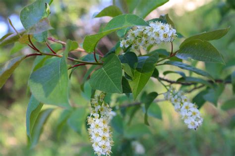 Chokecherry Flw Ontario Native Plant Nursery Container Grown