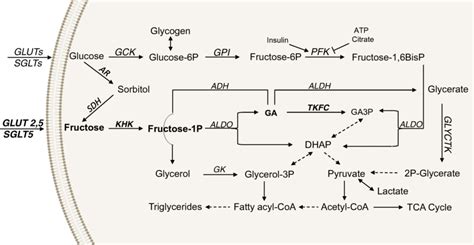 Fructose Metabolism Vs Glucose Metabolism