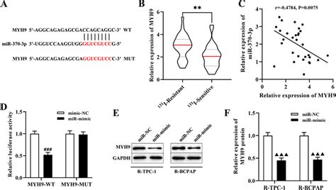 Myh9 Was A Target Gene Of Mir 370 3p A The Target Correlation