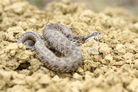 Meadow Viper On Ground Stock Photo Image Of Poison Coldblooded 70646184