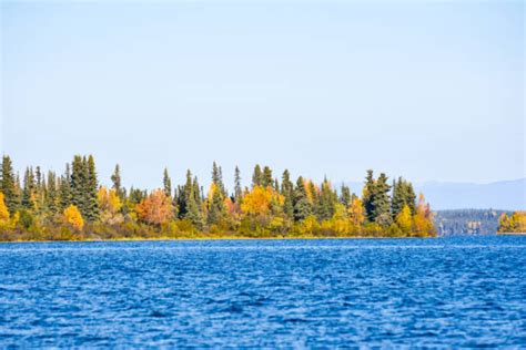 Alaska Treeline Stock Photos Pictures And Royalty Free Images Istock