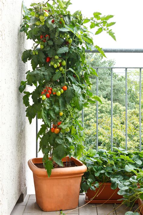 Container Tomato Gardening | Fasci Garden