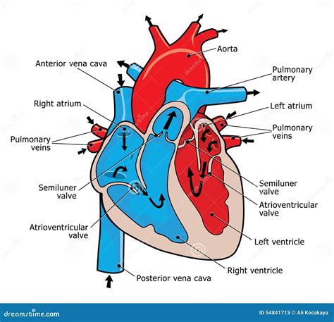 Cuore Umano Illustrazione Di Stock Illustrazione Di Sano