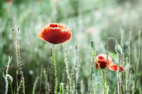 Papoila De Milho Vermelha Rhoeas Do Papaver No Prado Foto De Stock