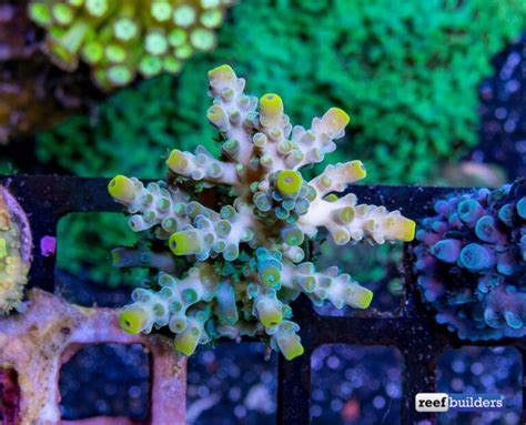 My Favorite Corals Yellow Tip Acropora Echinata Reef Builders The