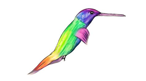 Animated Humming bird — This is Woodrow