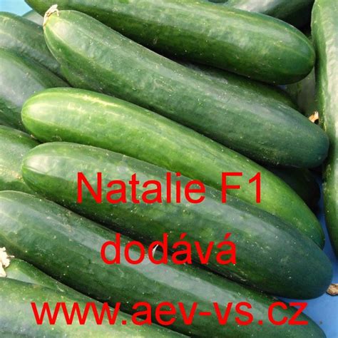 AEV-VS - Okurka setá salátová hybridní Natalie F1
