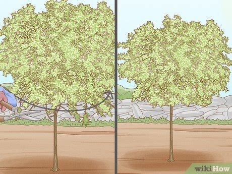 How to Prune a Dappled Willow: 11 Steps (with Pictures) - wikiHow