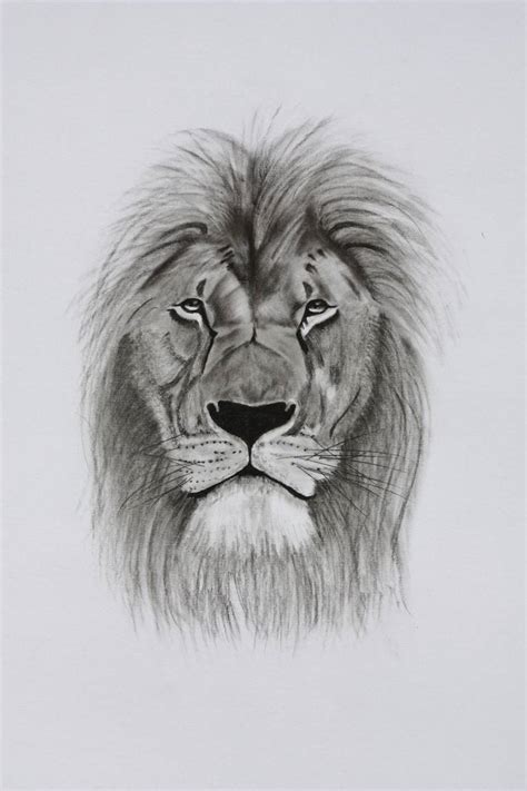 Male Lion Drawing by Kobus van Zyl | Saatchi Art