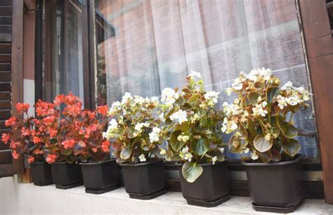 Perspectiva De Ventana Con Begonia Semperflorens En Macetas De Flores