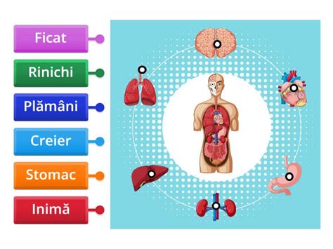 Organele Majore Ale Corpului Uman Labelled Diagram