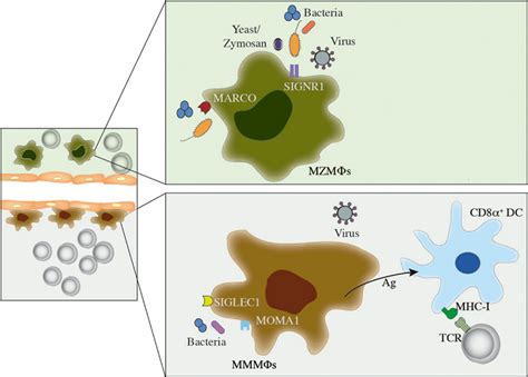 Frontiers Splenic Macrophage Subsets And Their Function During Blood